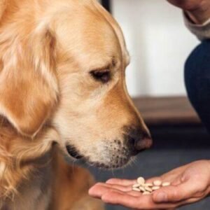 Formation Naturopathie Animalière